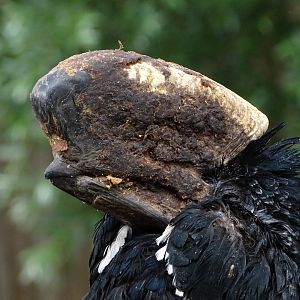 Black-and-white-casqued hornbill (Bycanistes subcylindricus)