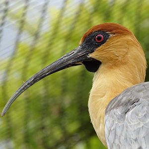 Black-faced ibis (Theristicus melanopis)