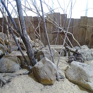 Saharan striped polecat (Ictonyx libycus) indoor exhibit