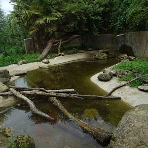 Asian small-clawed otter (Aonyx cinereus) exhibit