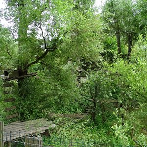 Red panda (Ailurus fulgens) exhibit