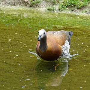 Ashy-headed goose (Chloephaga poliocephala)