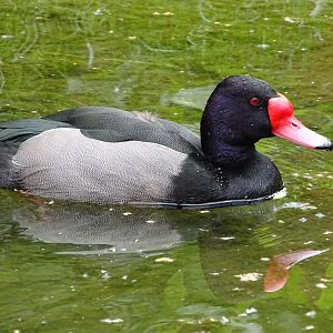 Rosy-billed pochard (Netta peposaca)