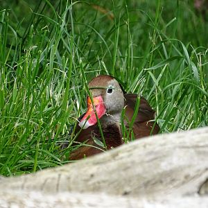 Black-bellied whistling duck (Dendrocygna autumnalis)