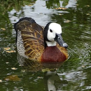 White-faced whistling duck (Dendrocygna viduata)