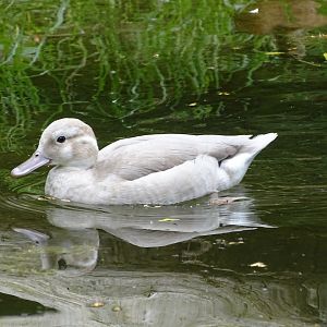 Ringed teal (Callonetta leucophrys)