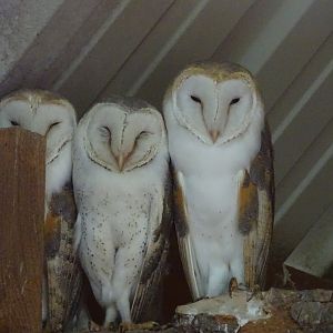Western barn owls (Tyto alba)