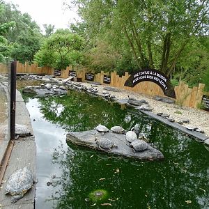 Red-eared sliders exhibit