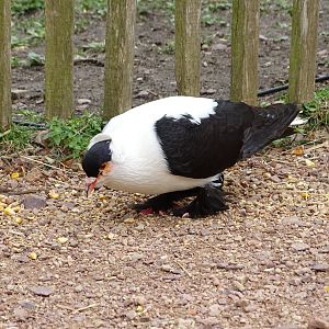 Nuremberg Swallow pigeon