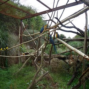 Blue-throated macaw (Ara glaucogularis), sun conure, plains viscacha (Lagostomus maximus) and burrowing owl (Athene cunicular) exhibit