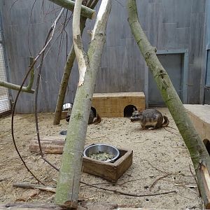 Sun conure, plains viscacha (Lagostomus maximus) and burrowing owl (Athene cunicular) indoor exhibit