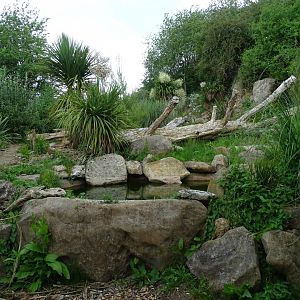 Giant anteater (Myrmecophaga tridactyla) exhibit