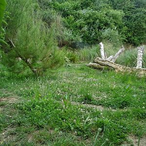 Giant anteater (Myrmecophaga tridactyla) exhibit