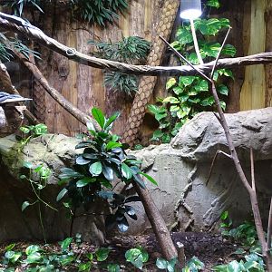 Varanus macraei terrarium