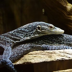 Varanus macraei