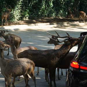 Javan Rusa , Taman Safari