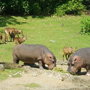 Hippos and Waterbuck