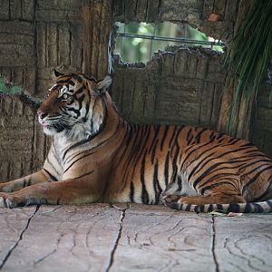 Sumatran Tiger