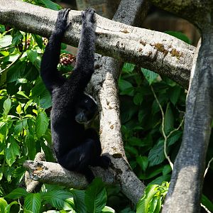 Kloss Gibbon