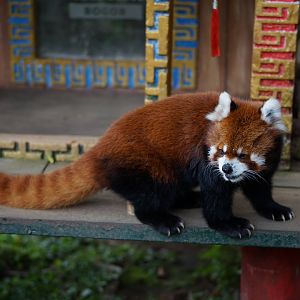 Stian's Red Panda