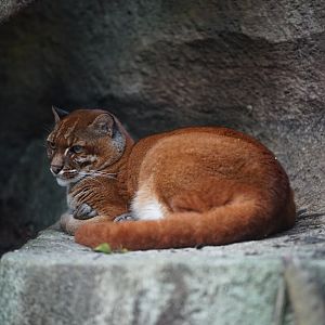 Asian Golden Cat