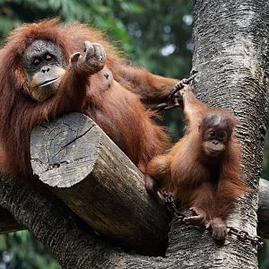 Orangutan mother and baby