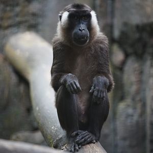 Siberut Macaque
