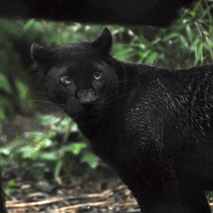 The Beast of Exmoor - Exmoor Zoo 2025