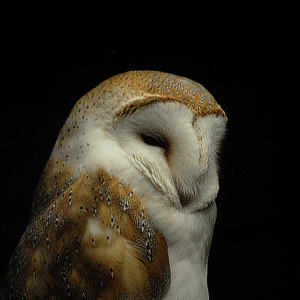 Barn Owl - Exmoor Zoo 2025