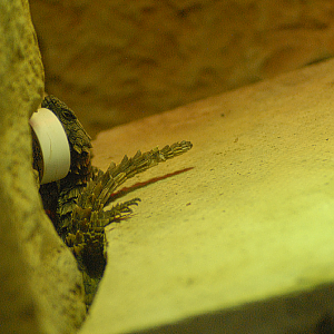 Armadillo Lizard - Exmoor Zoo 2025