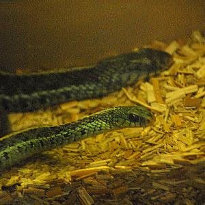 Bluestripe Garter Snake - Exmoor Zoo 2025