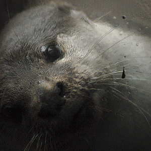 Smooth Coated Otter - Exmoor Zoo 2025