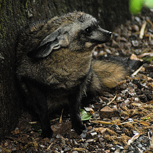 Bat Eared Fox - Exmoor Zoo 2025