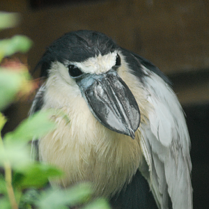Boat Billed Heron - Exmoor Zoo 2025