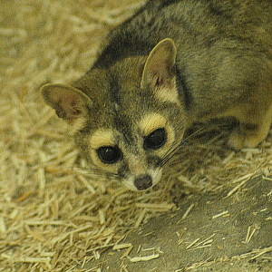 Ringtail - Exmoor Zoo 2025