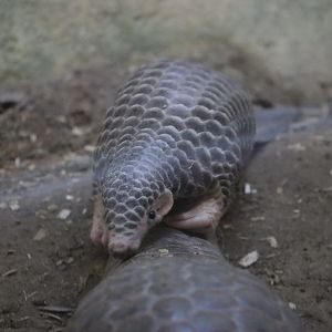 Chinese Pangolin Baby