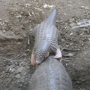 Pangolin Baby Riding Mother's Tail