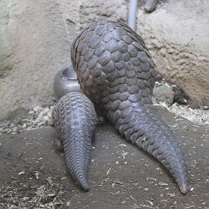 Mom and Baby Pangolin, eating meal together