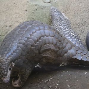 Chinese Pangolin (Manis pentadactyla)