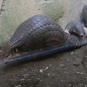 Mom and baby Chinese Pangolin
