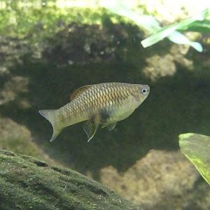 Unsigned Fish, Copenhagen Zoo, May 2025