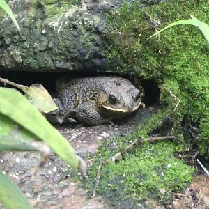 Unsigned Toad, Copenhagen Zoo, May 2025
