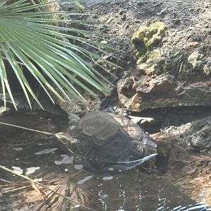 Burmese Mountain Tortoise - 5/27/2025