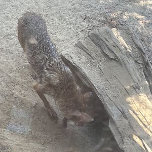 Red Wolf - 5/27/2025