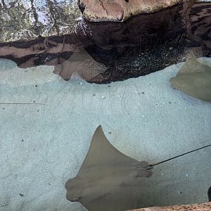 Cownose Ray - 5/27/2025