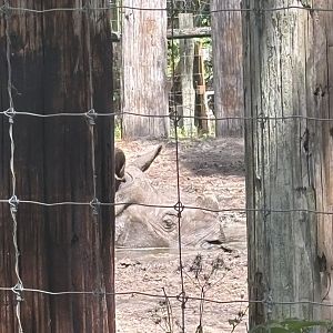 Greater One Horned Rhino - 5/27/2025
