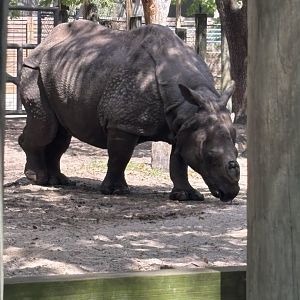 Greater One Horned Rhino - 5/27/2025