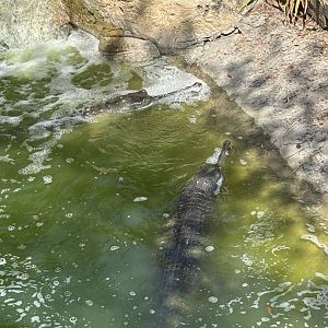 Indian Gharials - 5/27/2025