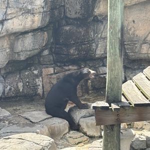 Malayan Sun Bear - 5/27/2025