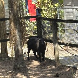 Lowland Anoa - 5/27/2025